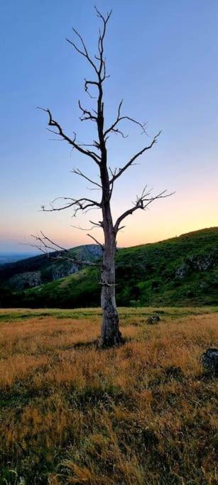 Pensiunea Valea Susitei, Ciubar, Sauna, Atv, Safarii Jepp Offroad Ghid Turistic, Climbing, Rafting, Paragliding Târgu Jiu Εξωτερικό φωτογραφία